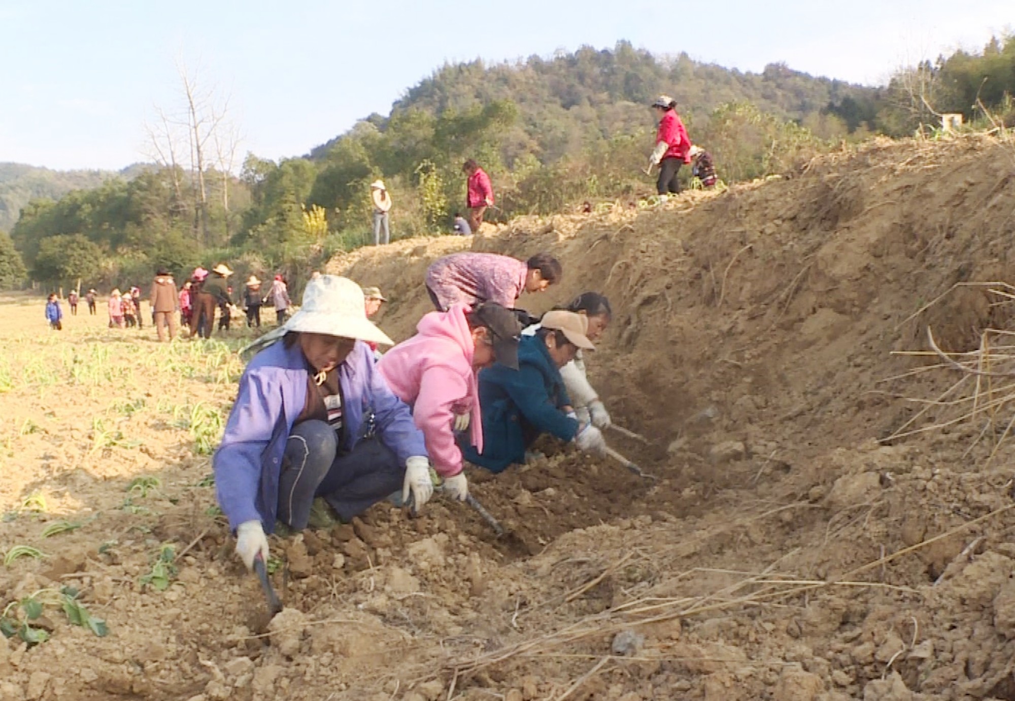 五里油菜种植008_副本.jpg 五里油菜种植008_副本.jpg