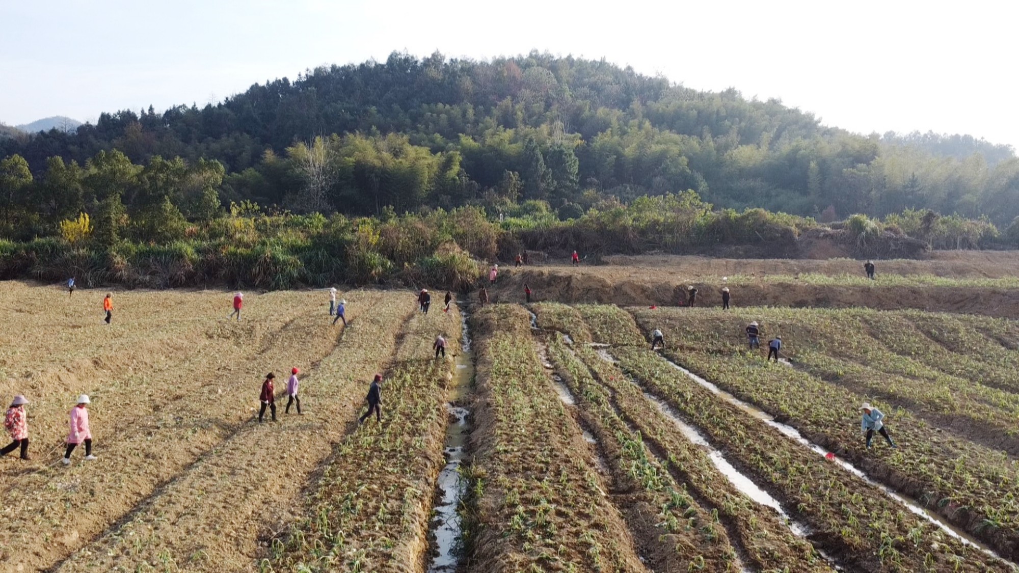 五里油菜种植_副本.jpg 五里油菜种植_副本.jpg