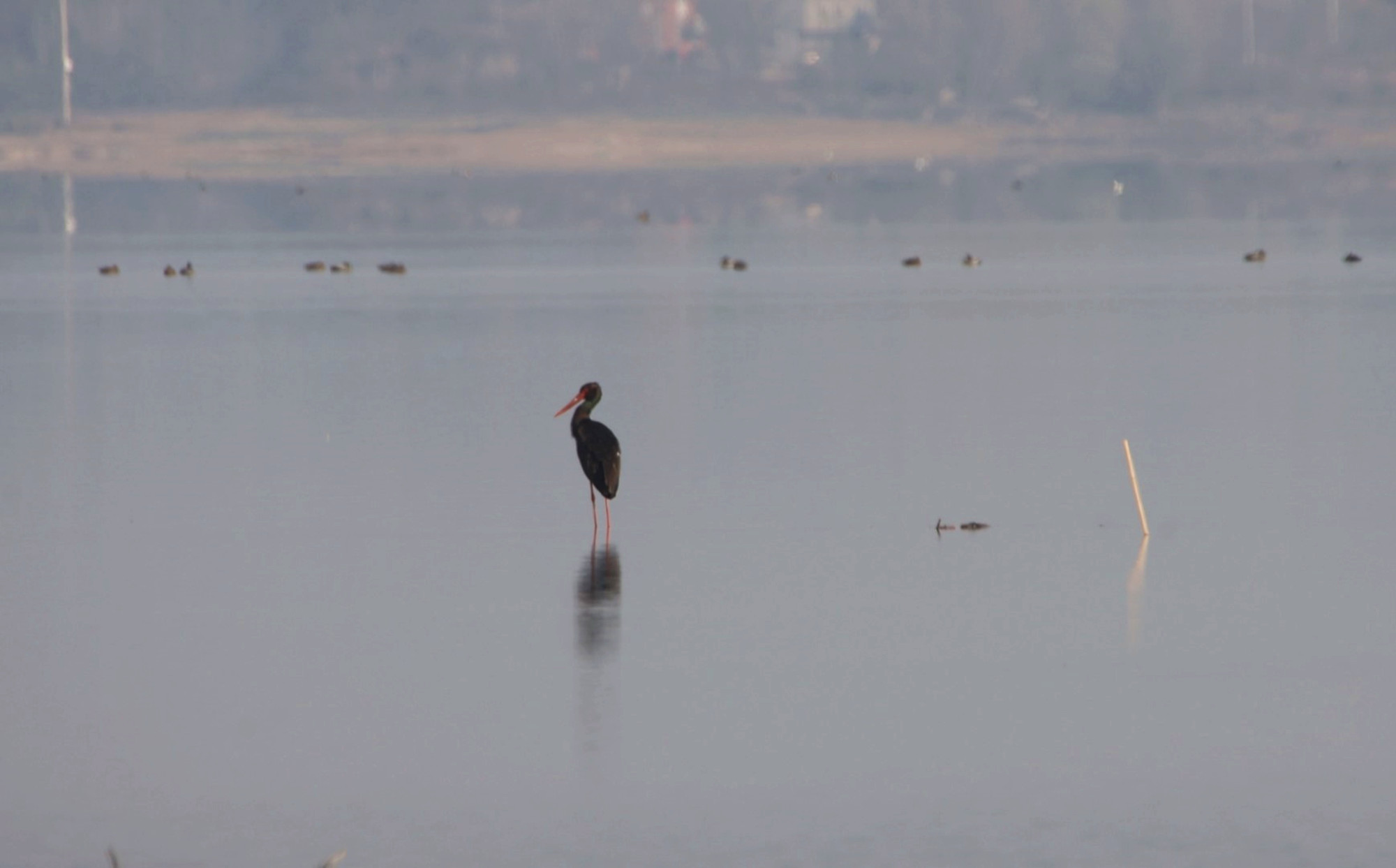 黑鹳008_副本.jpg 黑鹳008_副本.jpg