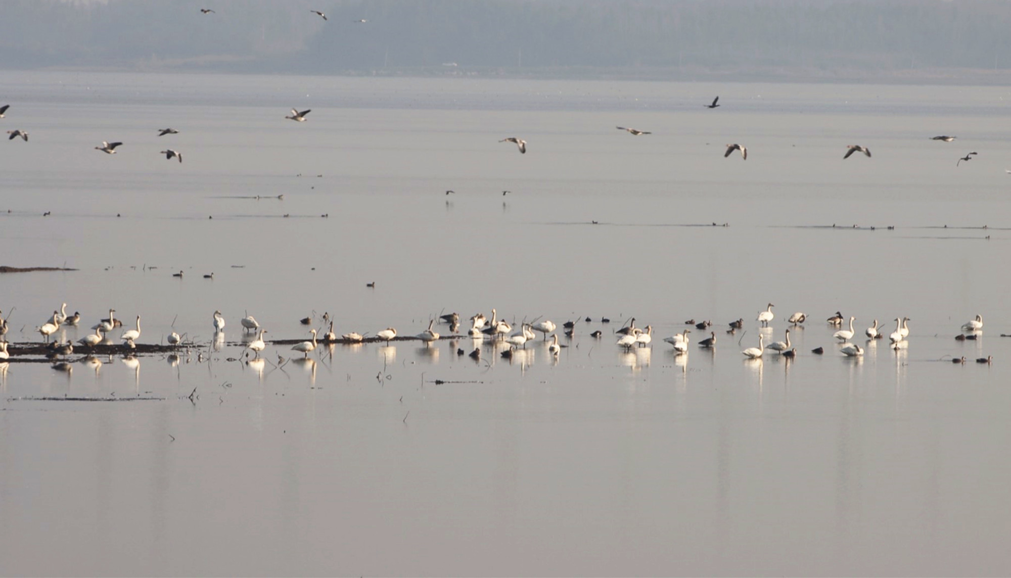 黑鹳001_副本.jpg 黑鹳001_副本.jpg