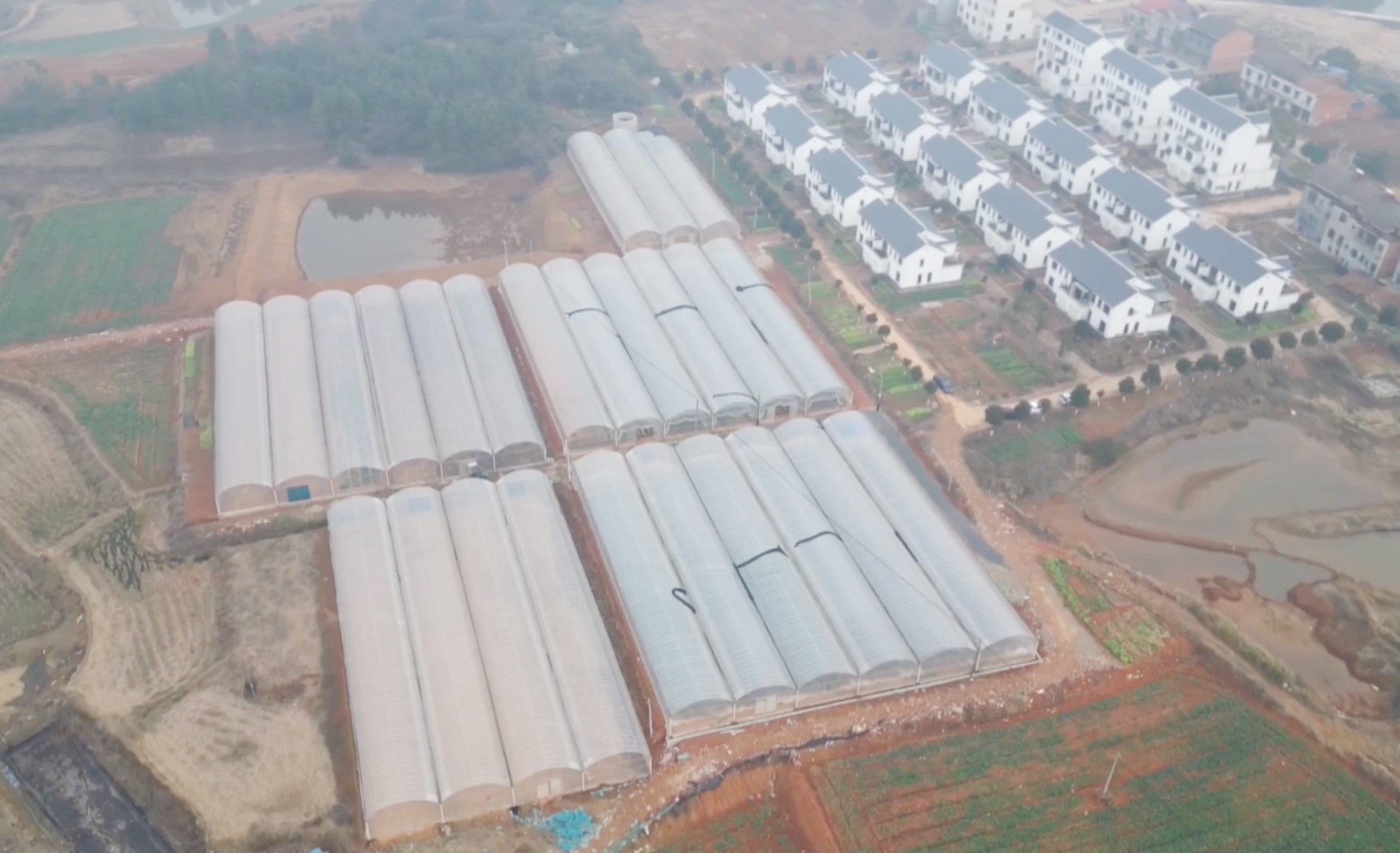 外贸蔬菜001_副本.jpg 外贸蔬菜001_副本.jpg