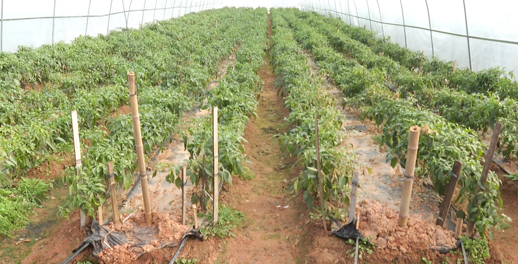 外贸蔬菜002_副本.jpg 外贸蔬菜002_副本.jpg