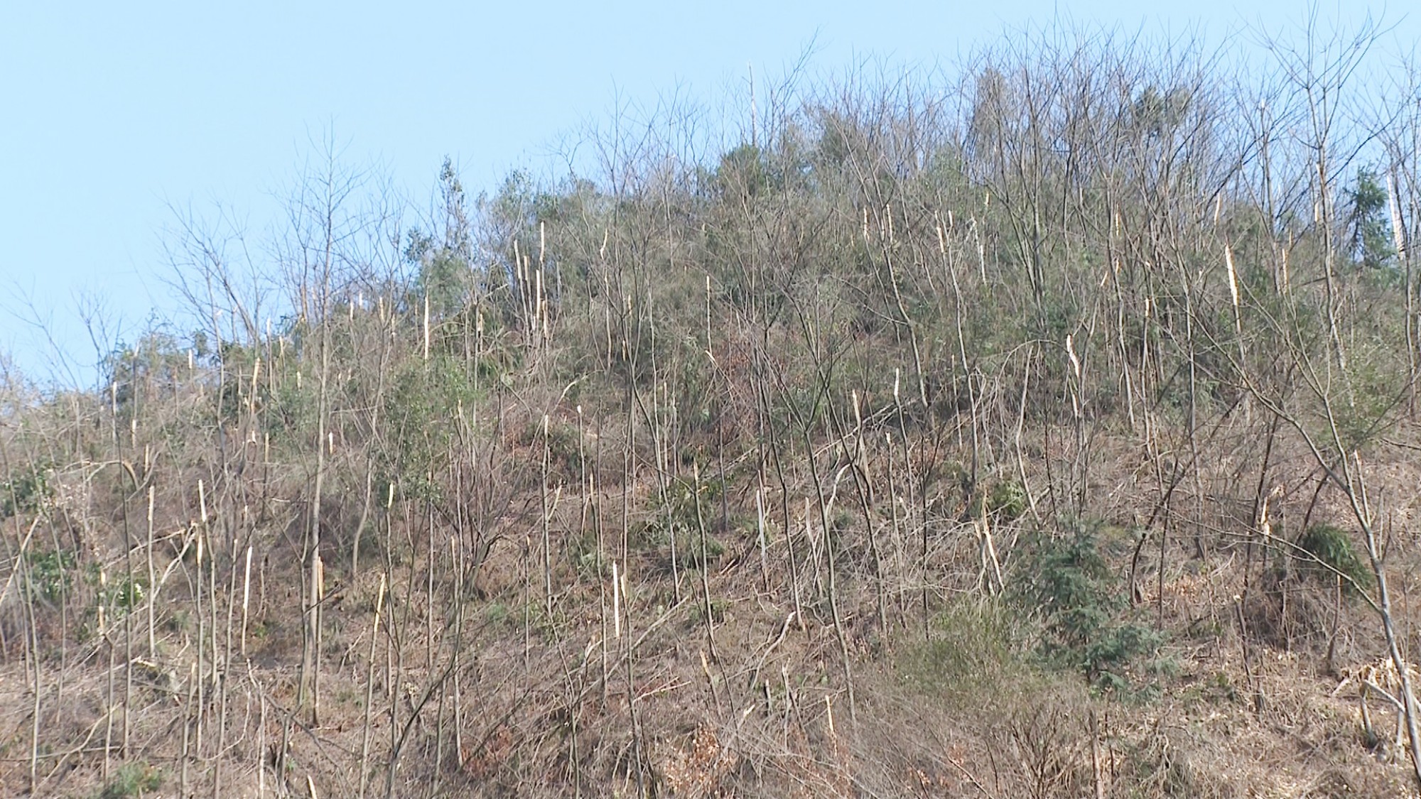 荆竹山农业救灾001_副本.jpg