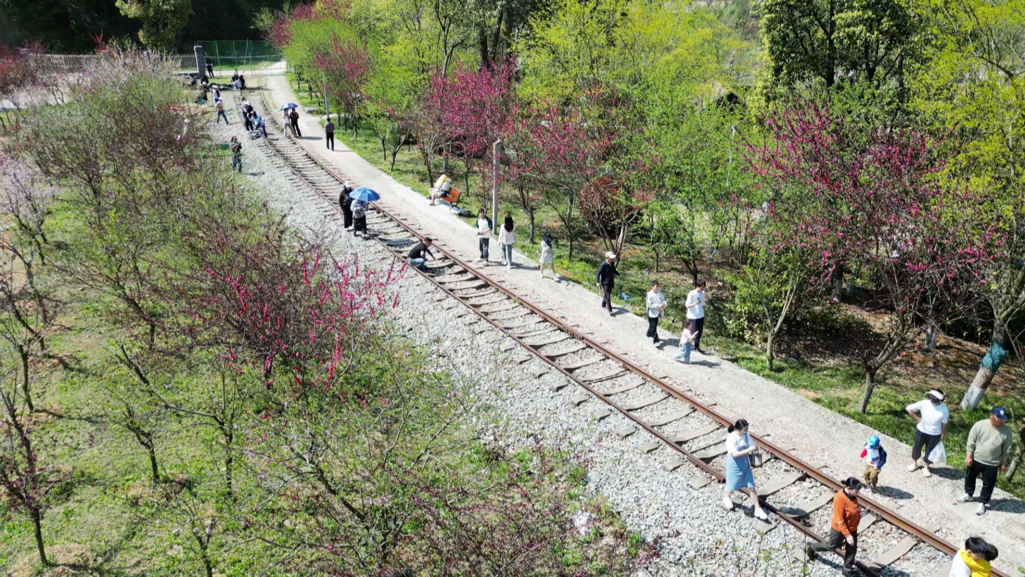 桃花001_副本.jpg 桃花001_副本.jpg