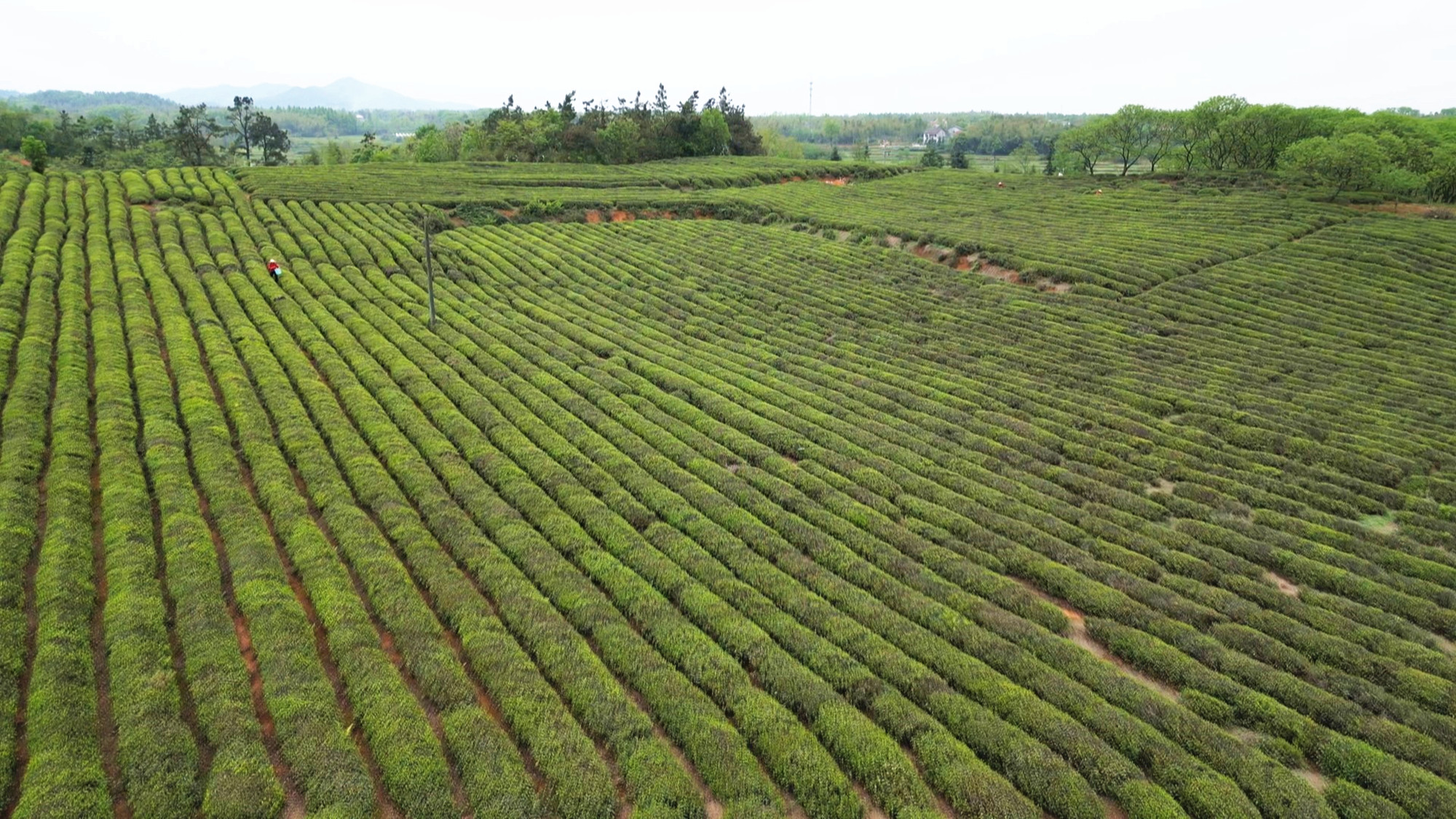 坦渡茶叶005_副本.jpg