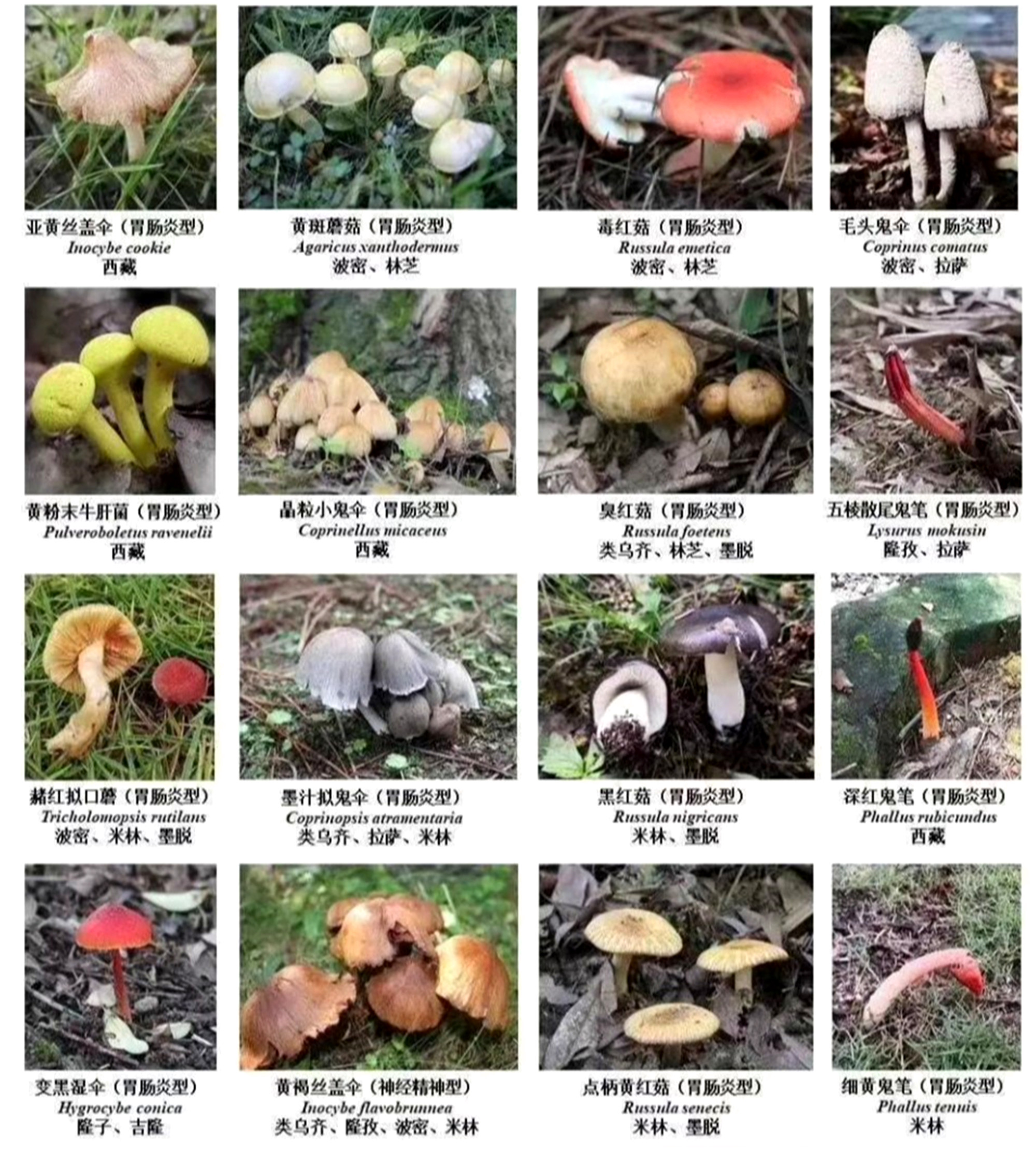 不采野菜018_副本.jpg