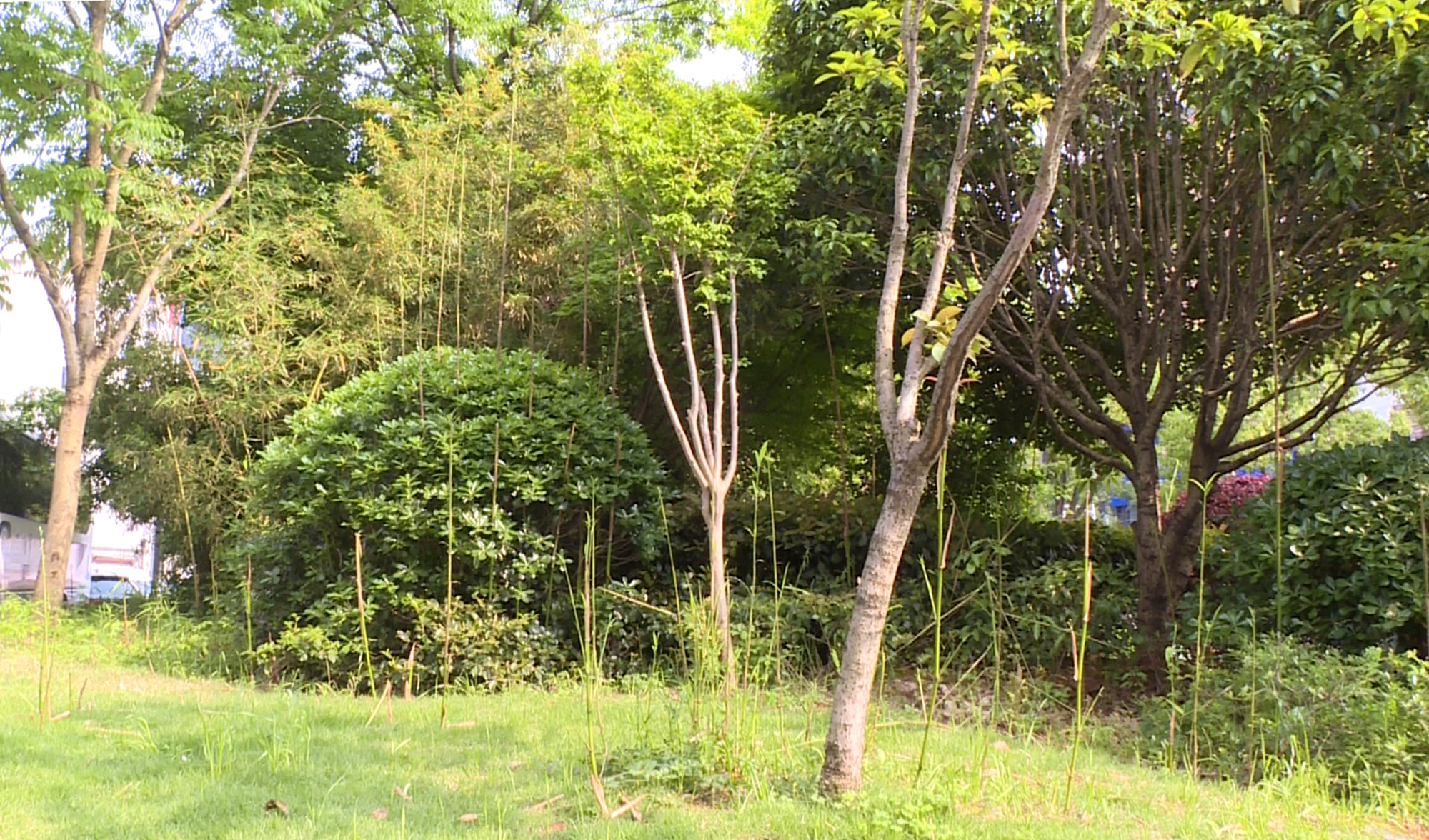 不采野菜016_副本.jpg