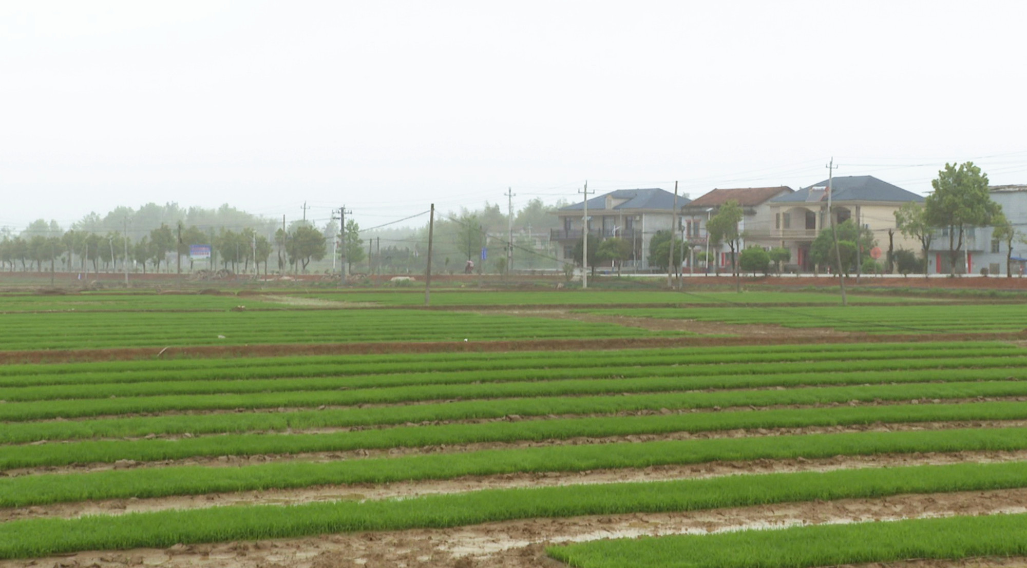 坦渡镇粮食亩地实施区域拍摄004_副本.jpg 坦渡镇粮食亩地实施区域拍摄004_副本.jpg