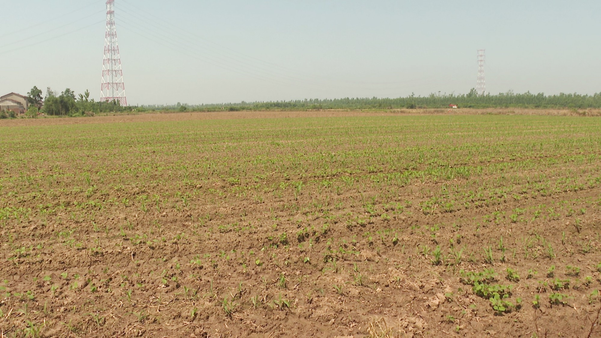 江南大豆玉米001_副本.jpg 江南大豆玉米001_副本.jpg