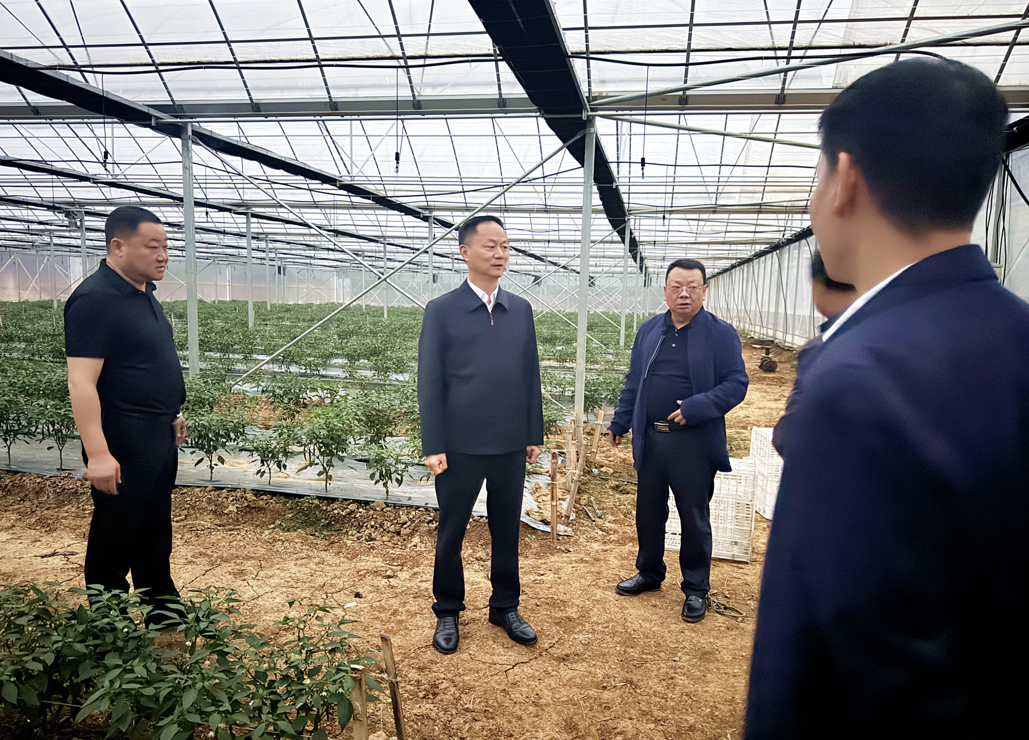 微信图片_2024101420293610.14书记调研聂市农业生产_副本.jpg
