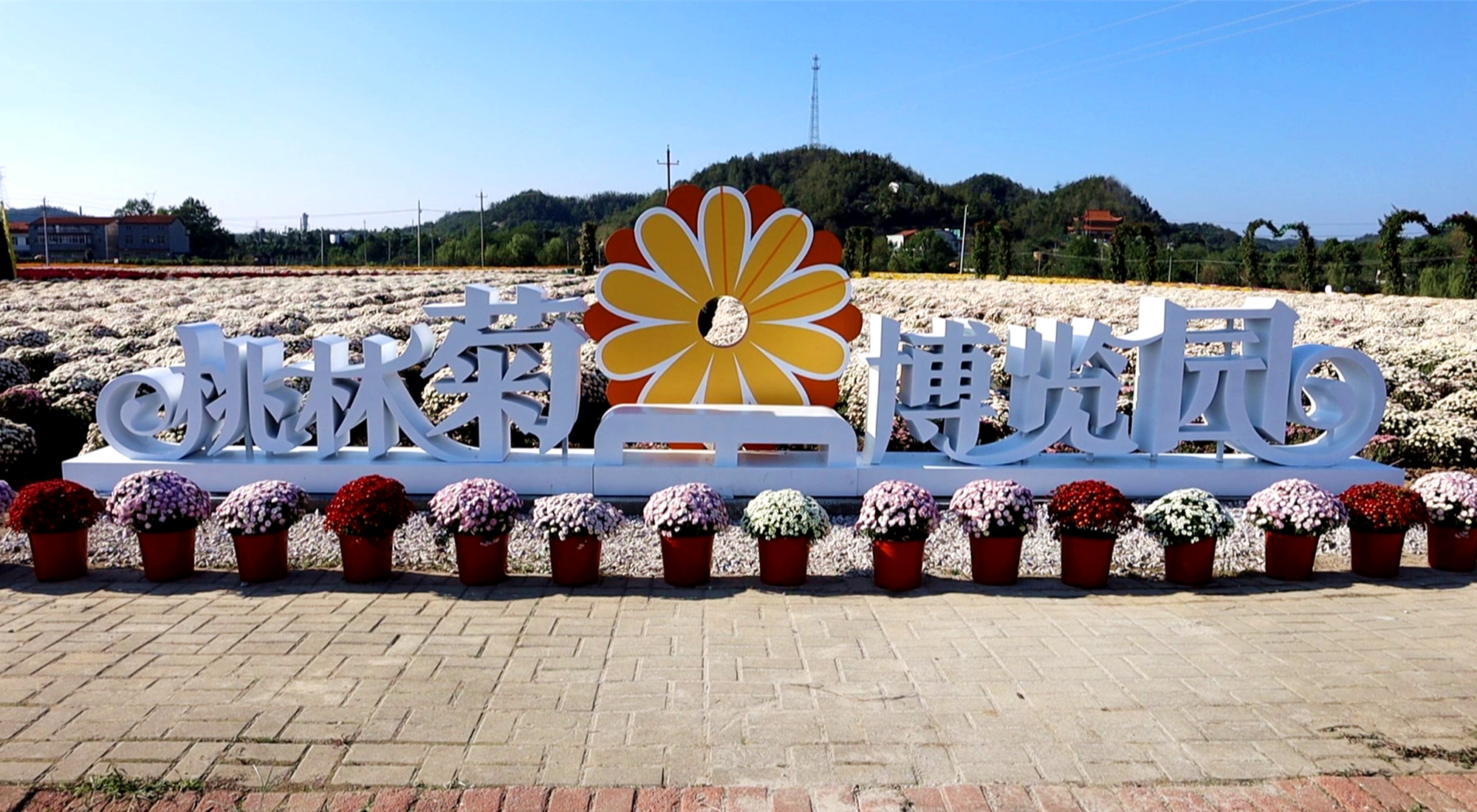 2024桃林菊博园003_副本.jpg