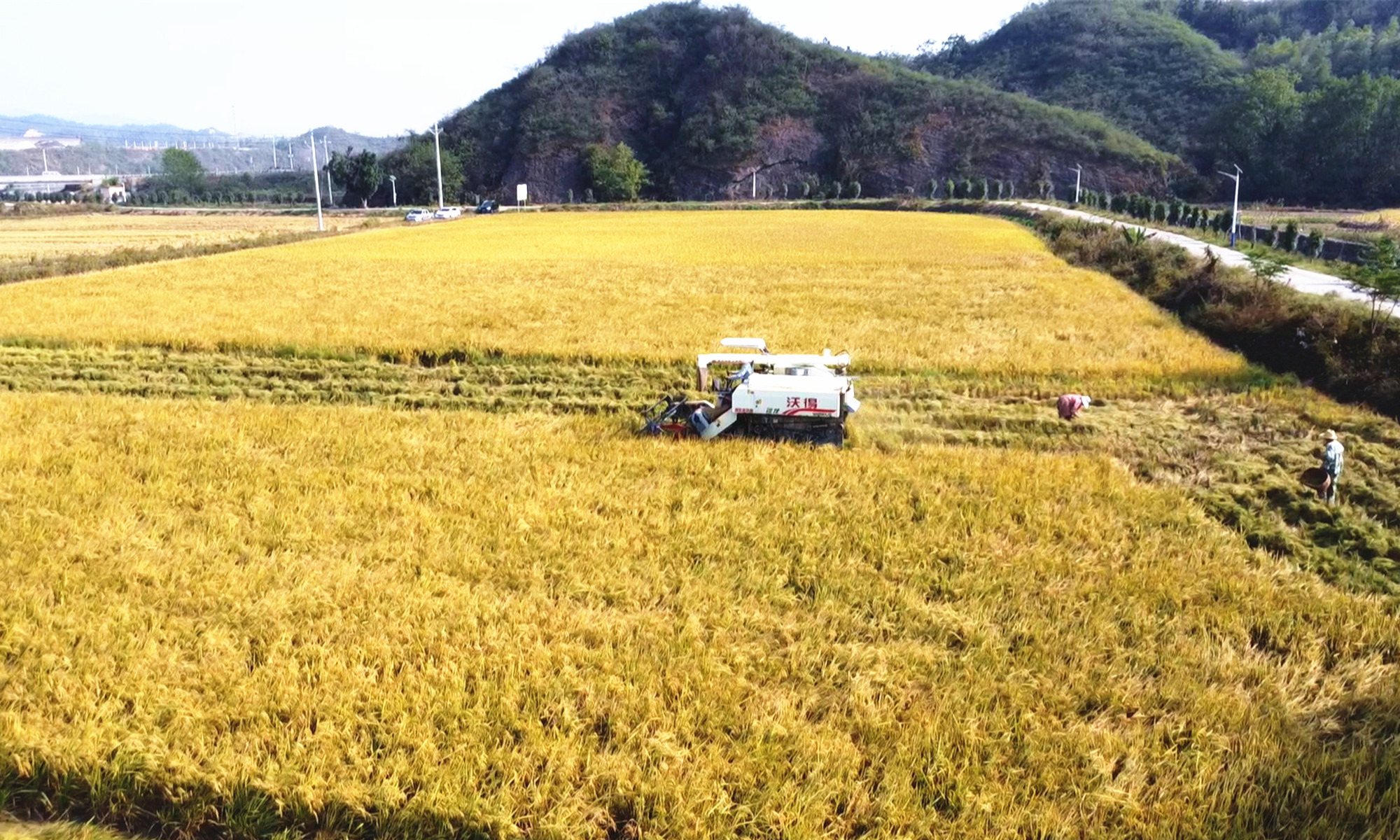 云湖街道晚稻收割003_副本.jpg