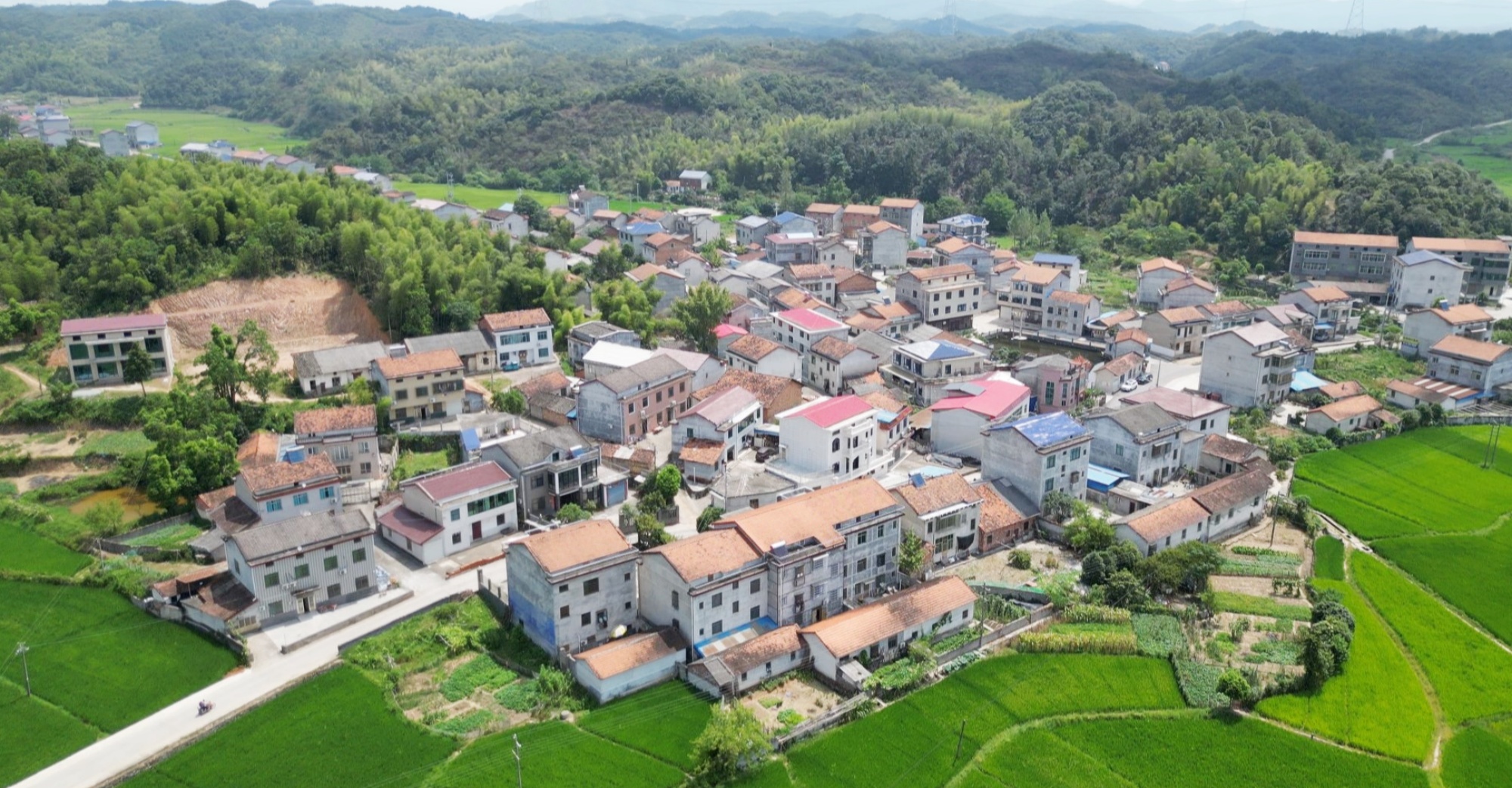 云湖李001_副本.jpg