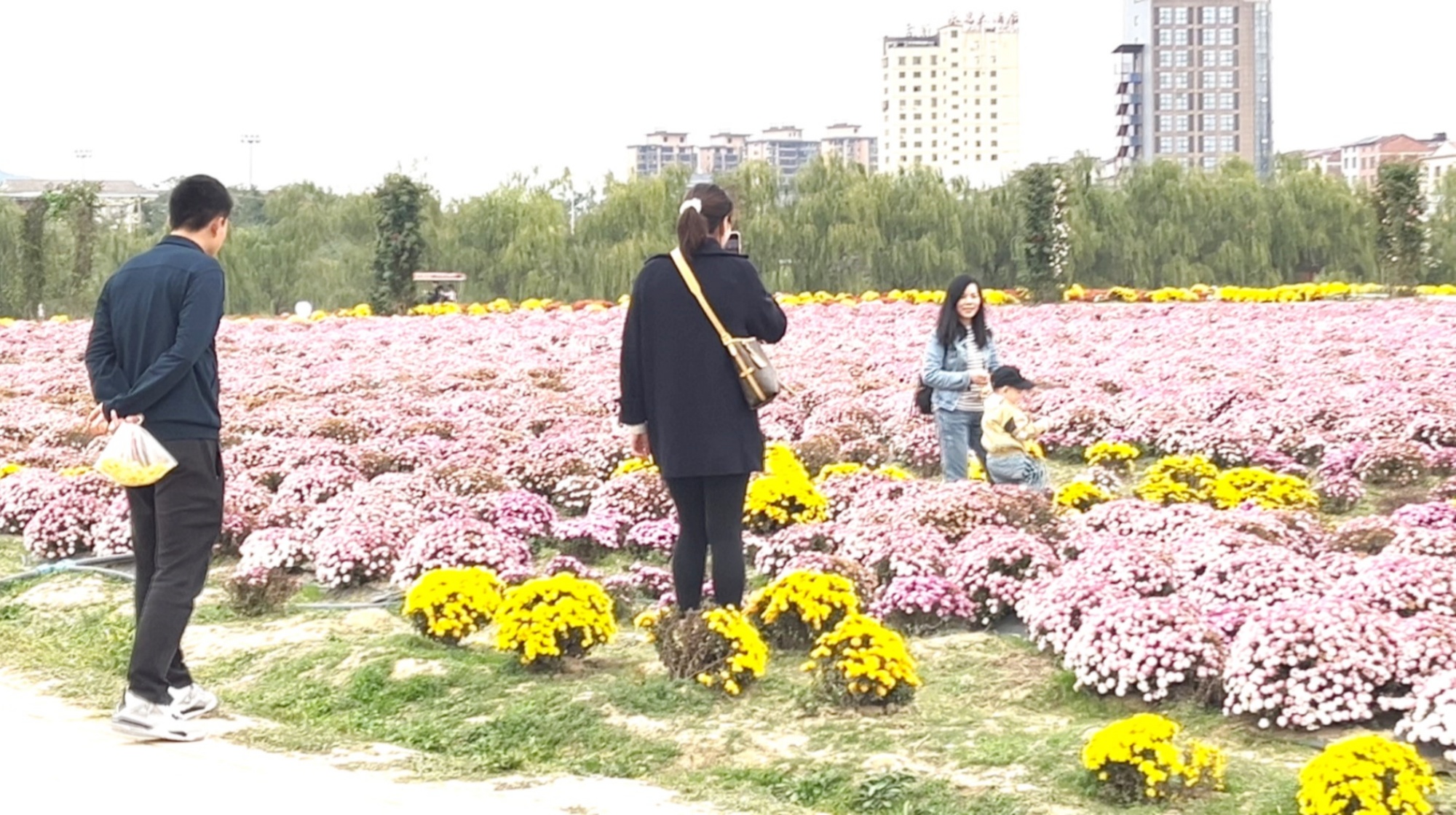 菊花园003_副本.jpg