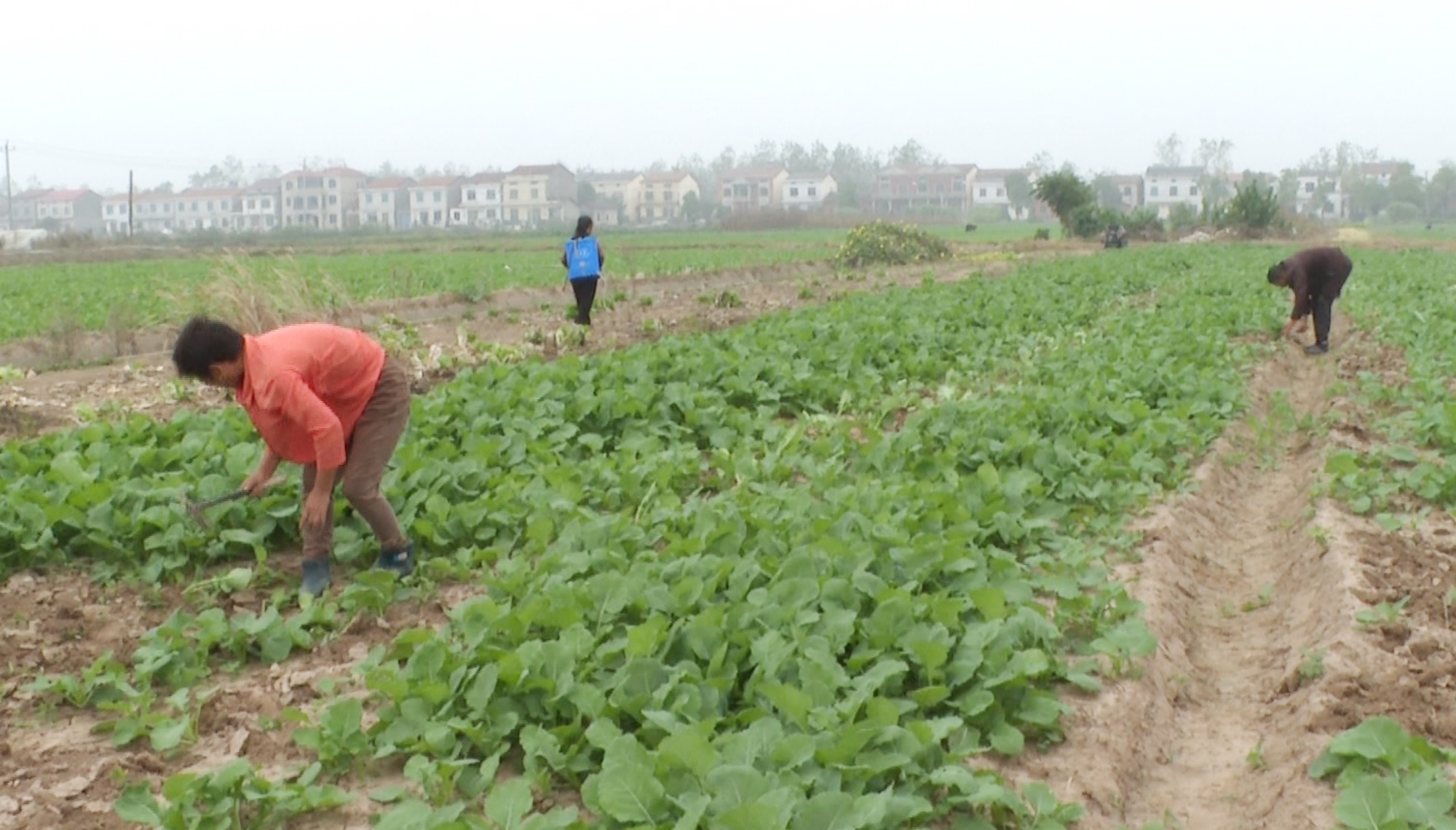 江南005_副本.jpg 江南005_副本.jpg