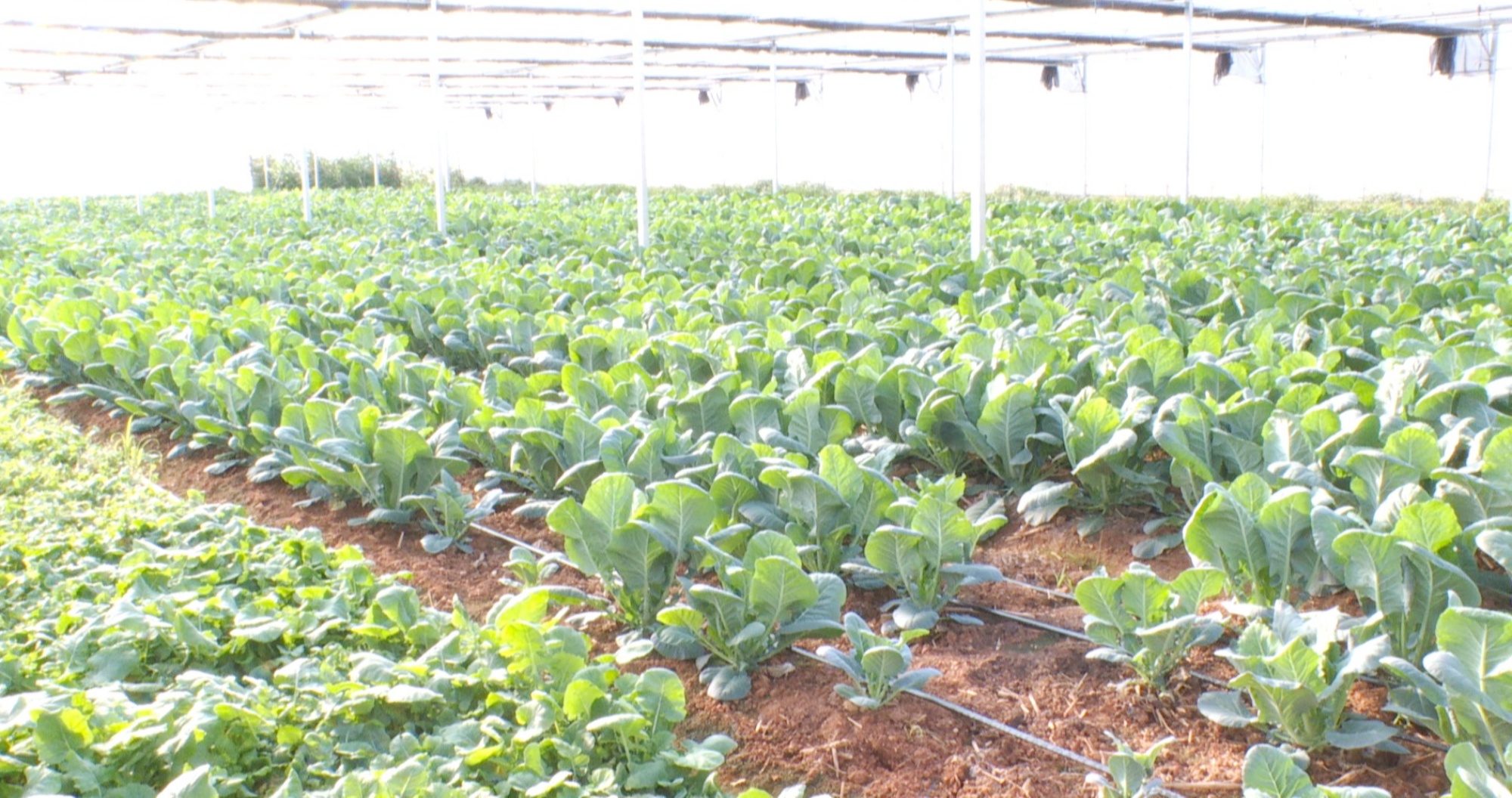 农业局006_副本.jpg 农业局006_副本.jpg