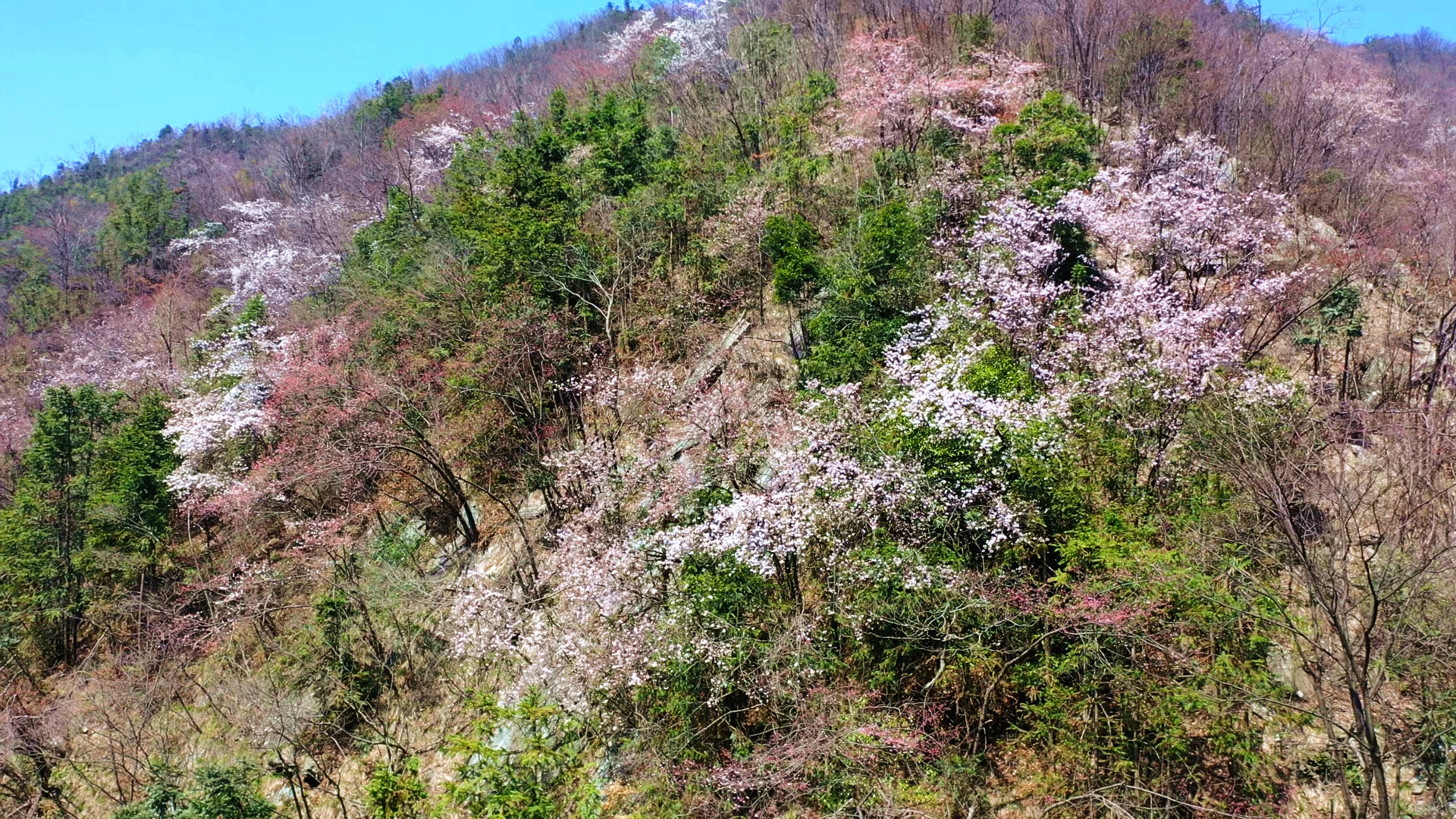 樱花1_副本.jpg