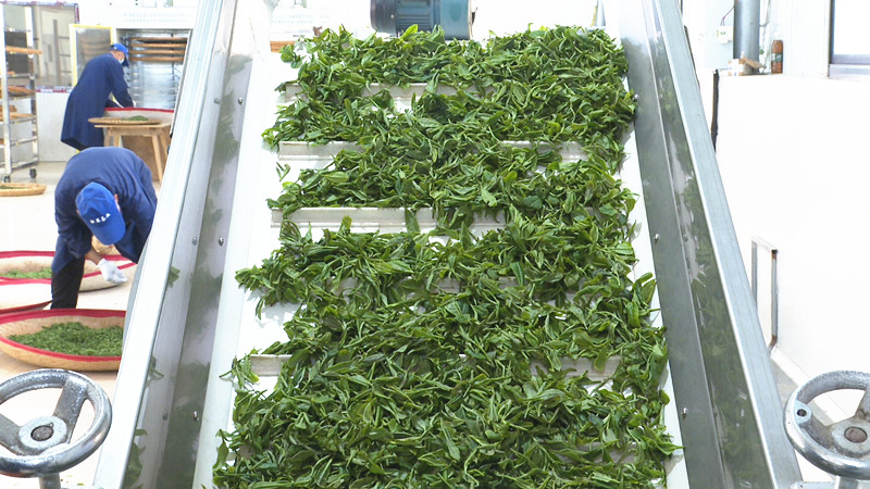 0409白石茶业:茶飘香 采制忙.jpg3_副本.jpg 0409白石茶业:茶飘香 采制忙.jpg3_副本.jpg