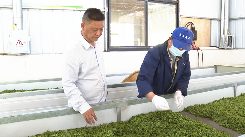 0409白石茶业:茶飘香 采制忙.jpg1_副本.jpg 0409白石茶业:茶飘香 采制忙.jpg1_副本.jpg