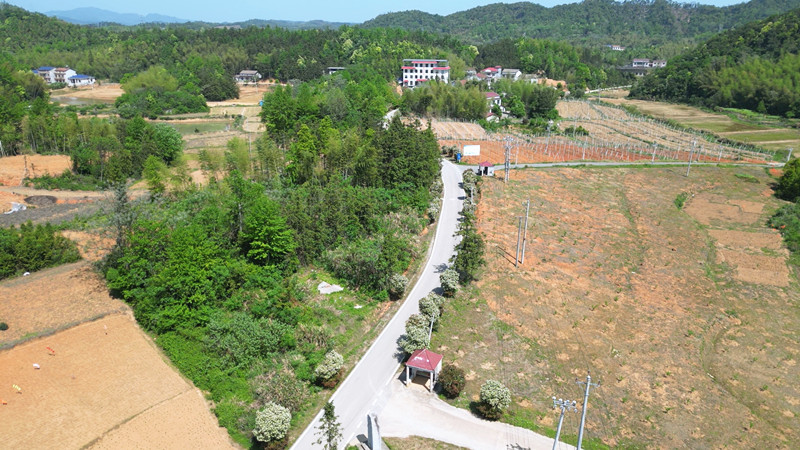 五里街道松峰村 石楠_副本.jpg