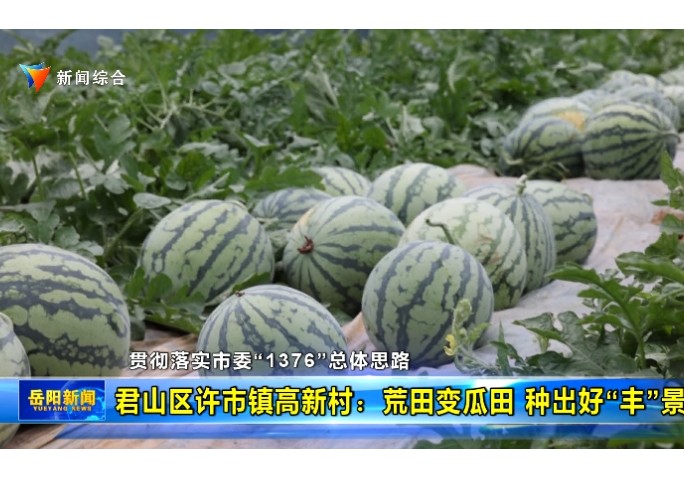 【贯彻落实市委“1376”总体思路】君山区许市镇高新村：荒田变瓜田 种出好“丰”景
