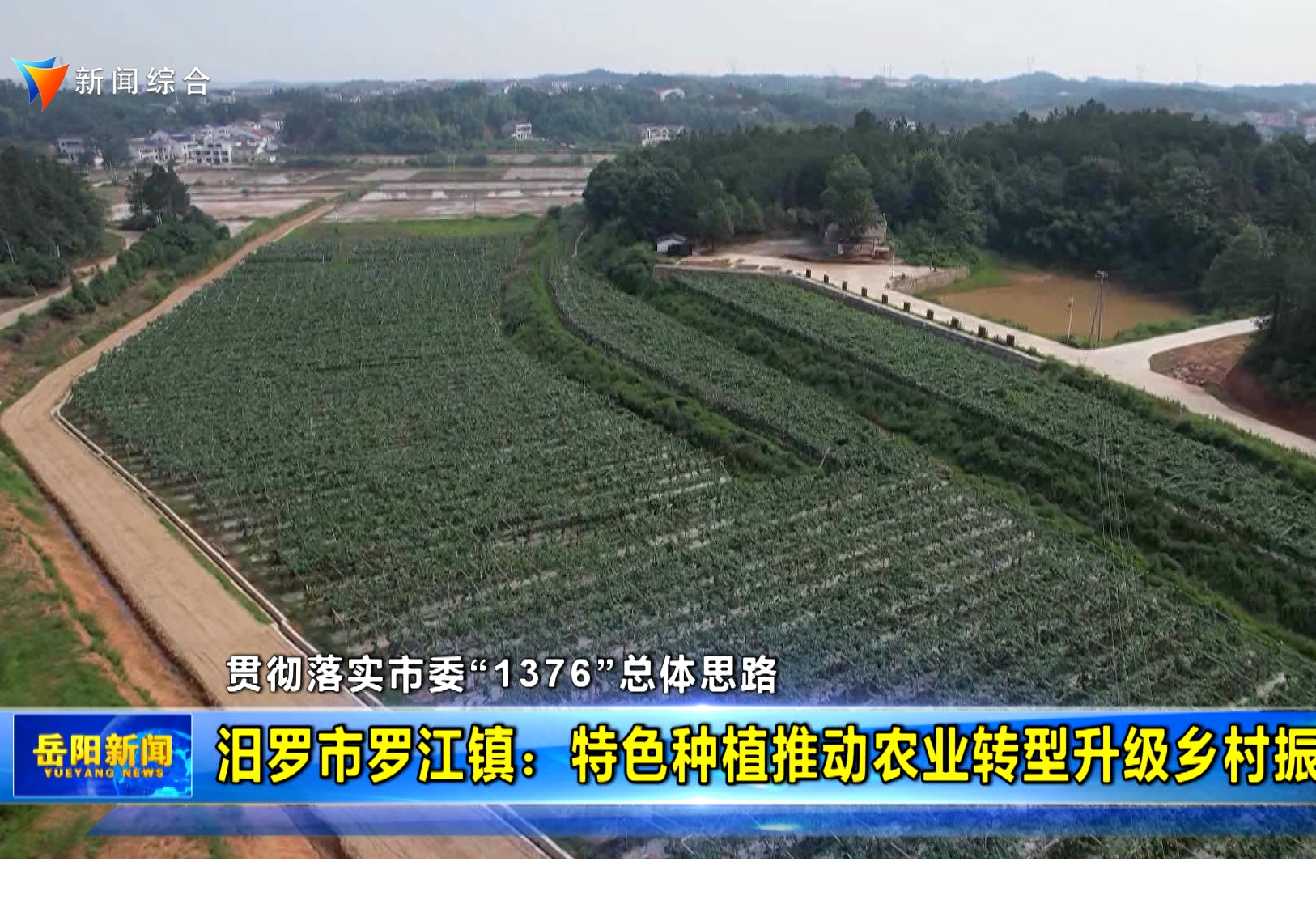 【贯彻落实市委“1376”总体思路】汨罗市罗江镇：特色种植推动农业升级乡村振兴