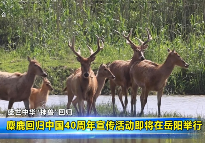 麋鹿回归中国40周年宣传活动即将在岳阳举行