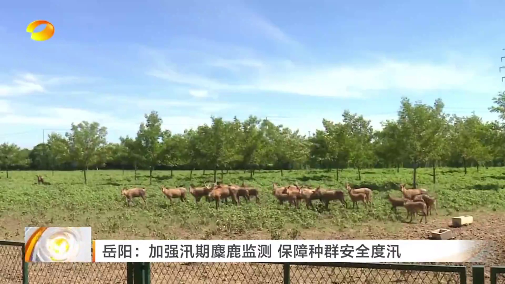 【湖南卫视】岳阳：加强汛期麋鹿监测 保障种群安全度汛