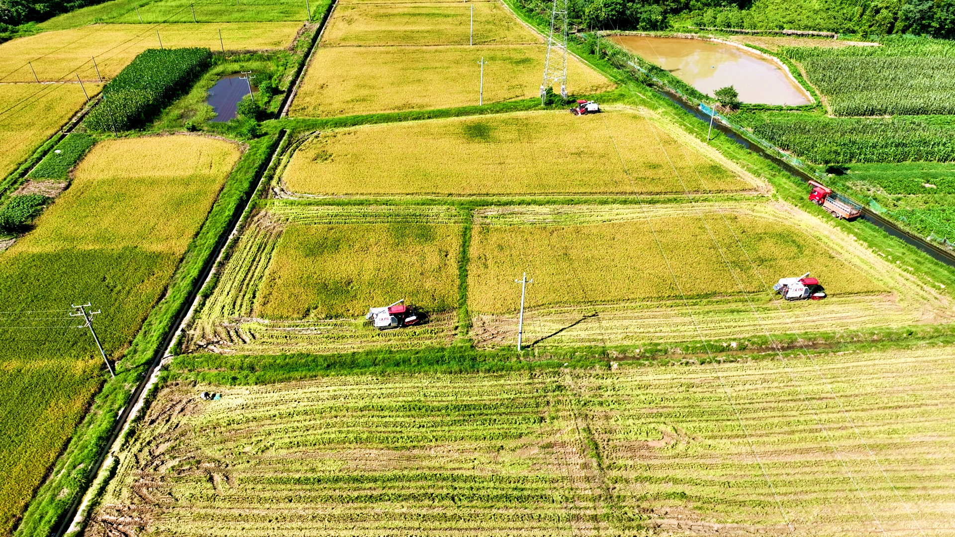 抢抓农时收早稻 全程机械助丰收_副本.jpg