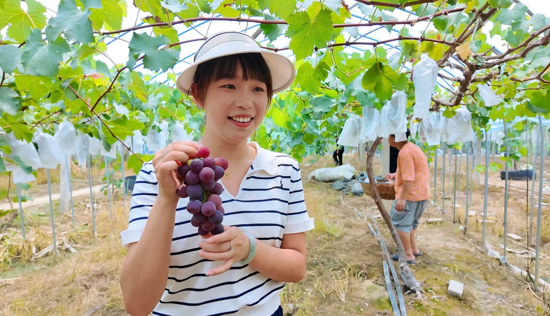 0710 五里牌街道鸿鹤社区：葡萄成熟香满园 游人采摘乐开怀1.jpg