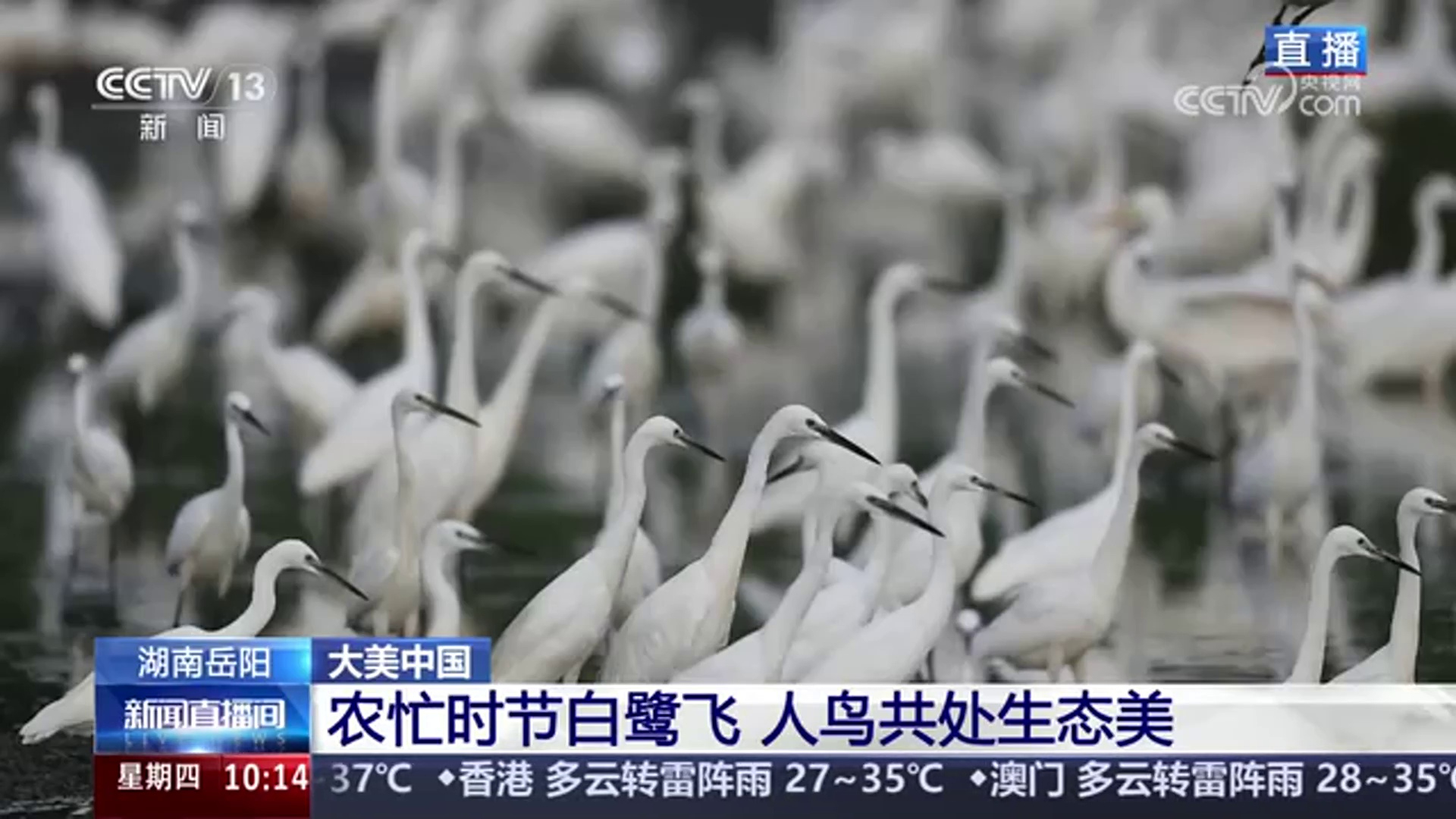 【央视·新闻直播间】大美中国 湖南岳阳 农忙时节白鹭飞 人鸟共处生态美 