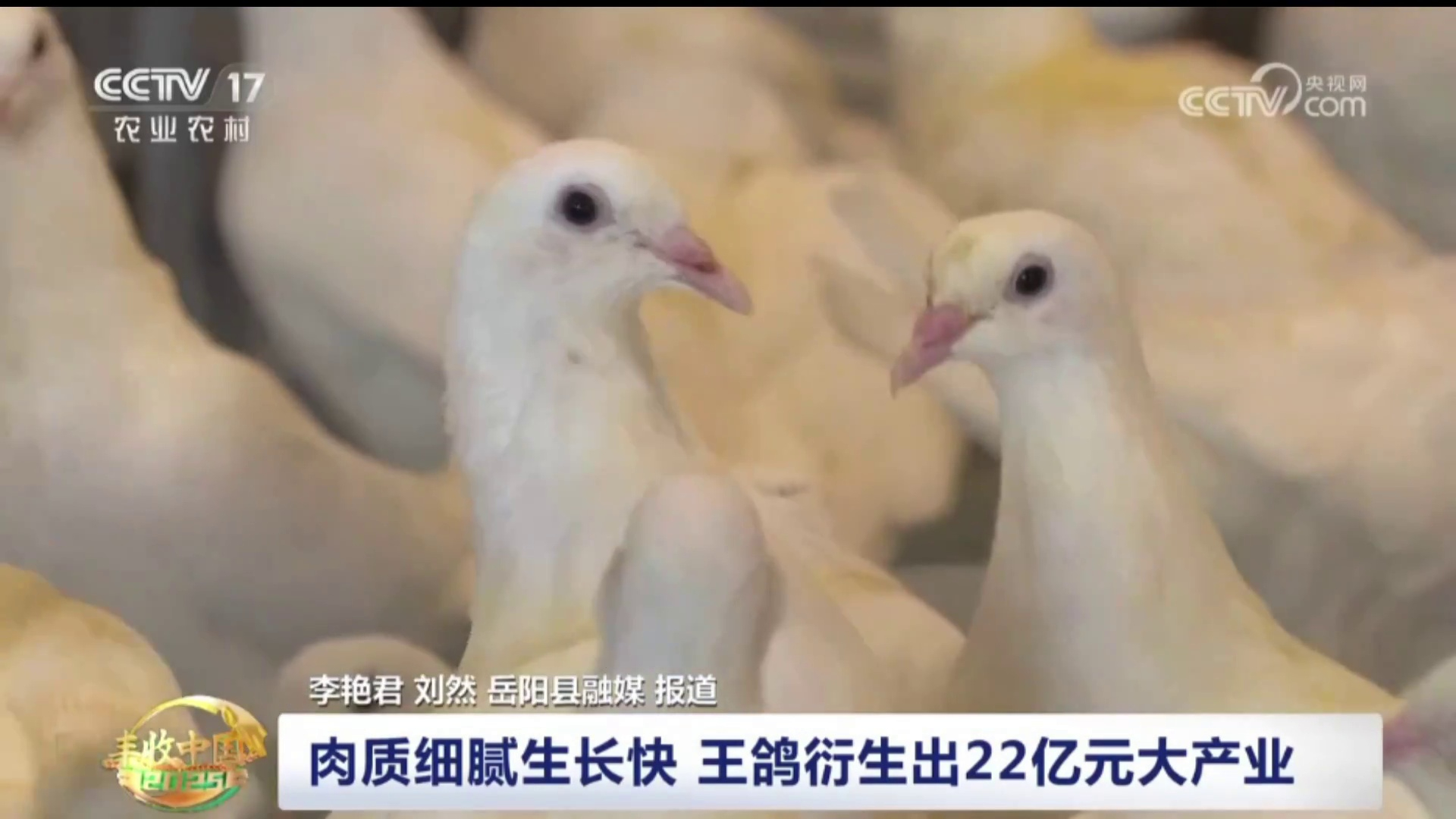 【央视 · 中国三农报道】以消费需求为导向 开发美味多样休闲食品 湖南岳阳 肉质细腻生长快 王鸽衍生出22亿元大产业