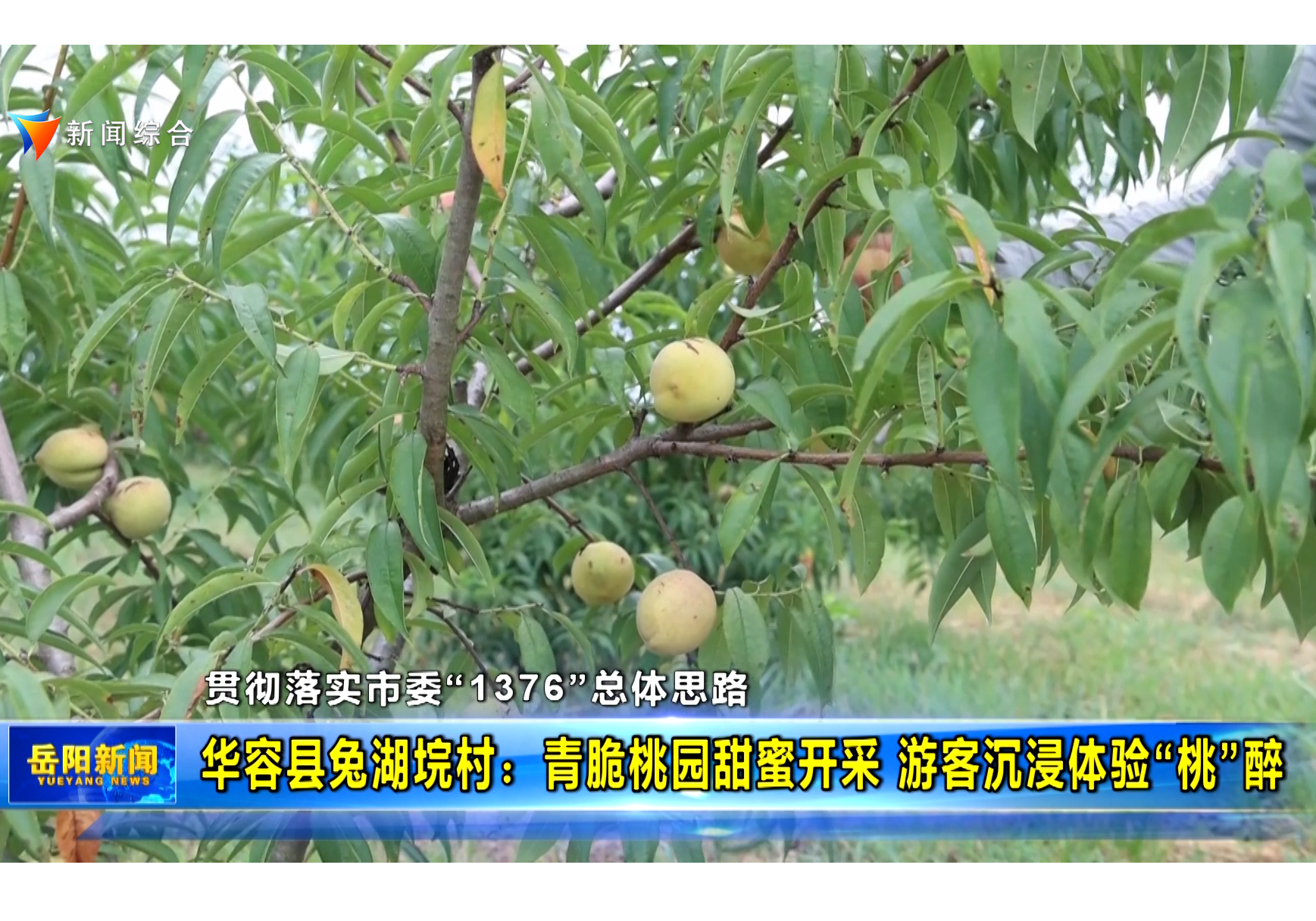 【贯彻落实市委“1376”总体思路】华容县兔湖垸村：青脆桃甜蜜开采 游客沉浸体验“桃”醉