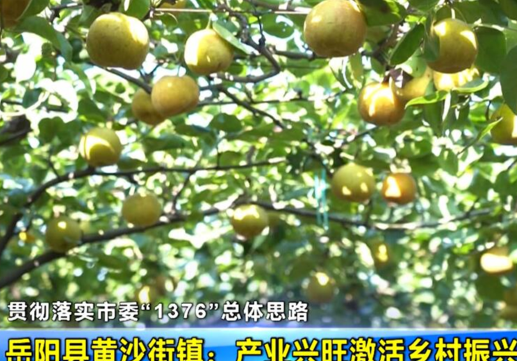 【贯彻落实市委“1376”总体思路】岳阳县黄沙街镇：产业兴旺激活乡村振兴源头活水