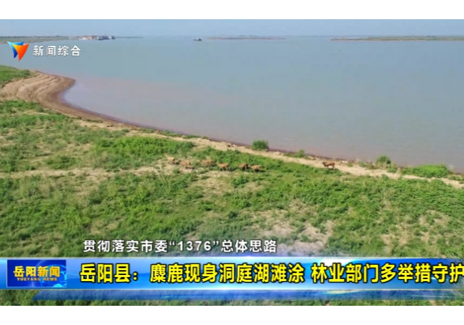 【贯彻落实市委“1376”总体思路】 岳阳县：麋鹿现身洞庭湖滩涂 林业部门多举措守护 