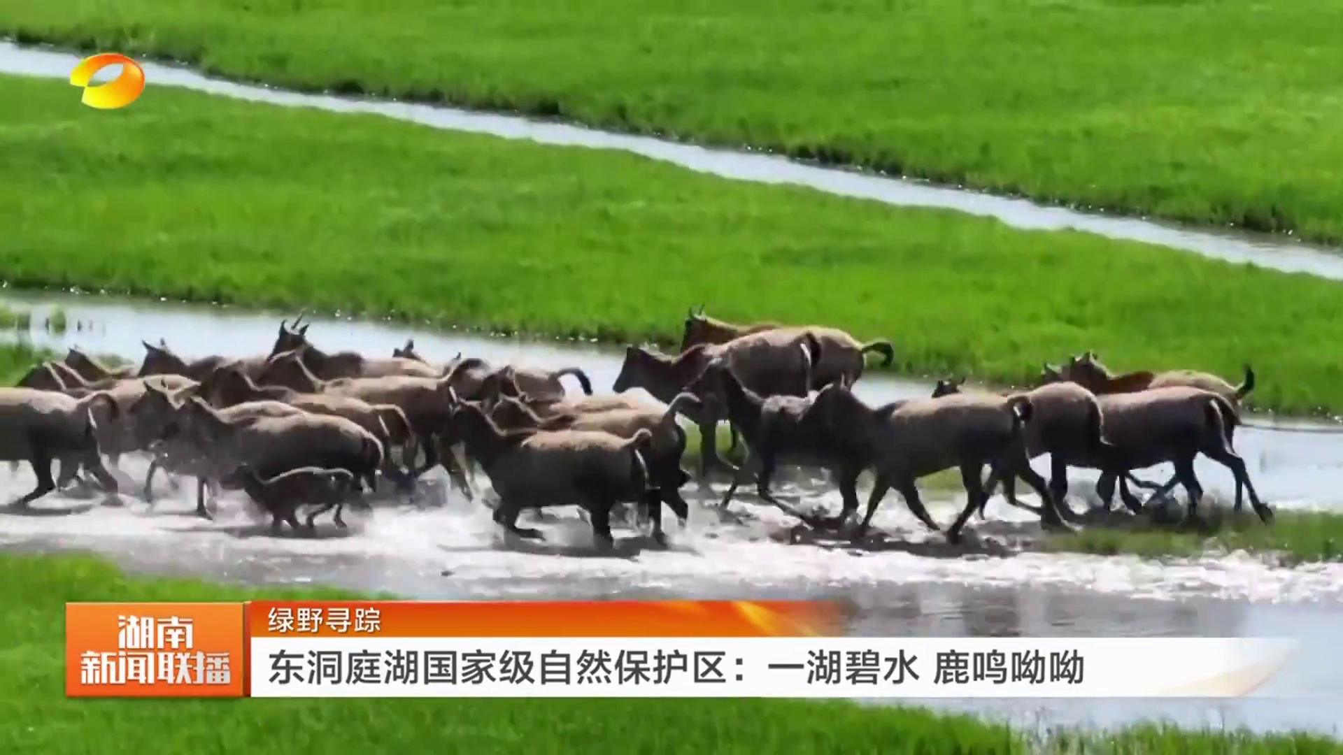 【湖南卫视】绿野寻踪 东洞庭湖国家级自然保护区：一湖碧水 鹿鸣呦呦 