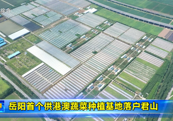 岳阳首个供港澳蔬菜种植基地落户君山