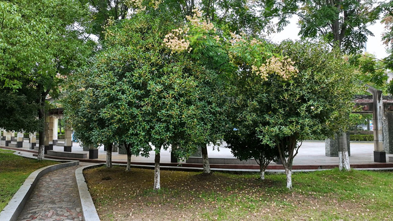 桂花2_副本.jpg 桂花2_副本.jpg