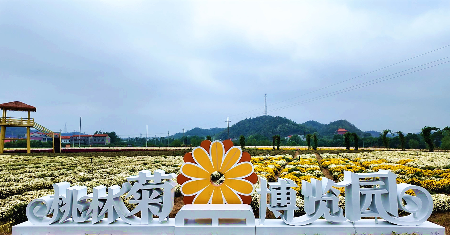 1015 桃林菊花博览园将于10月17日开园 助力文旅产业新发展2_副本.jpg 1015 桃林菊花博览园将于10月17日开园 助力文旅产业新发展2_副本.jpg