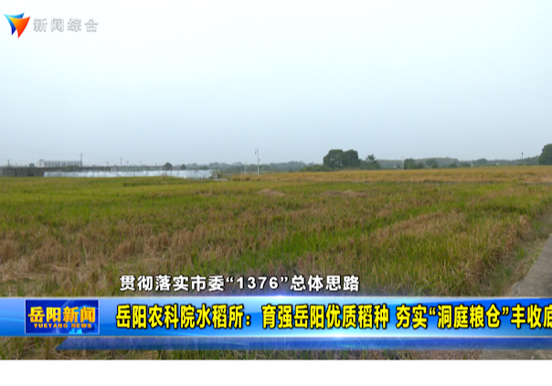 【贯彻落实市委“1376”总体思路】岳阳农科院水稻所：育强岳阳优质稻种 夯实“洞庭粮仓”丰收底气