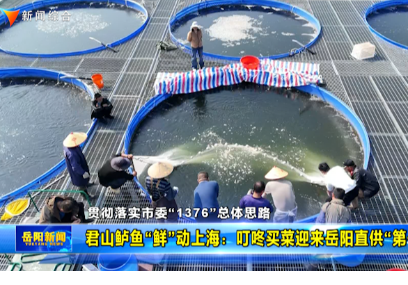 【贯彻落实市委“1376”总体思路】 君山鲈鱼“鲜”动上海：叮咚买菜迎来岳阳直供“第一鲜”