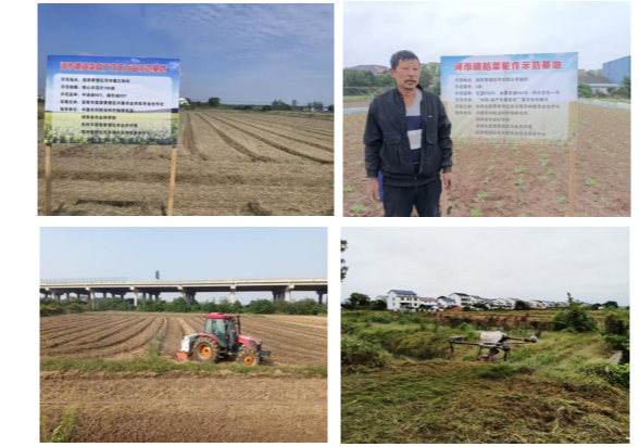 河市镇：夯实秋冬种根基 绘就来年丰收图