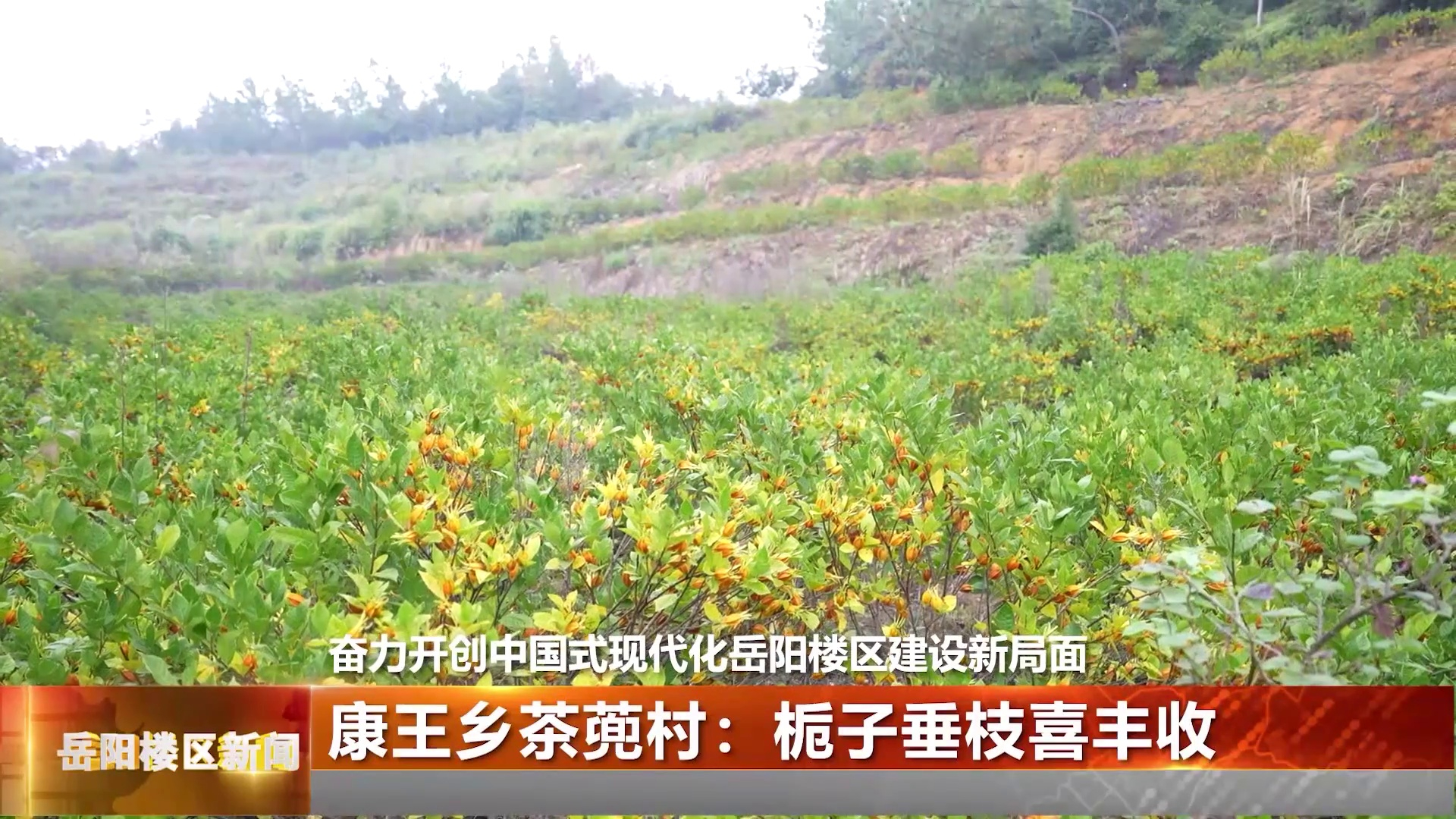 康王乡茶蔸村：栀子垂枝喜丰收