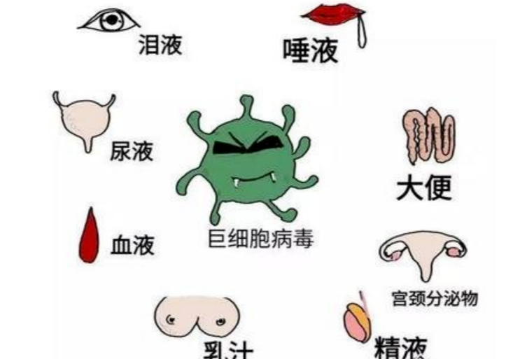 母乳喂养遇上巨细胞病毒：科学应对，无需焦虑