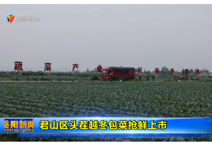 君山区头茬越冬包菜抢鲜上市 