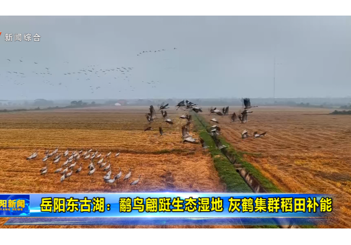 岳阳东古湖：鹬鸟翩跹生态湿地 灰鹤集群稻田补能