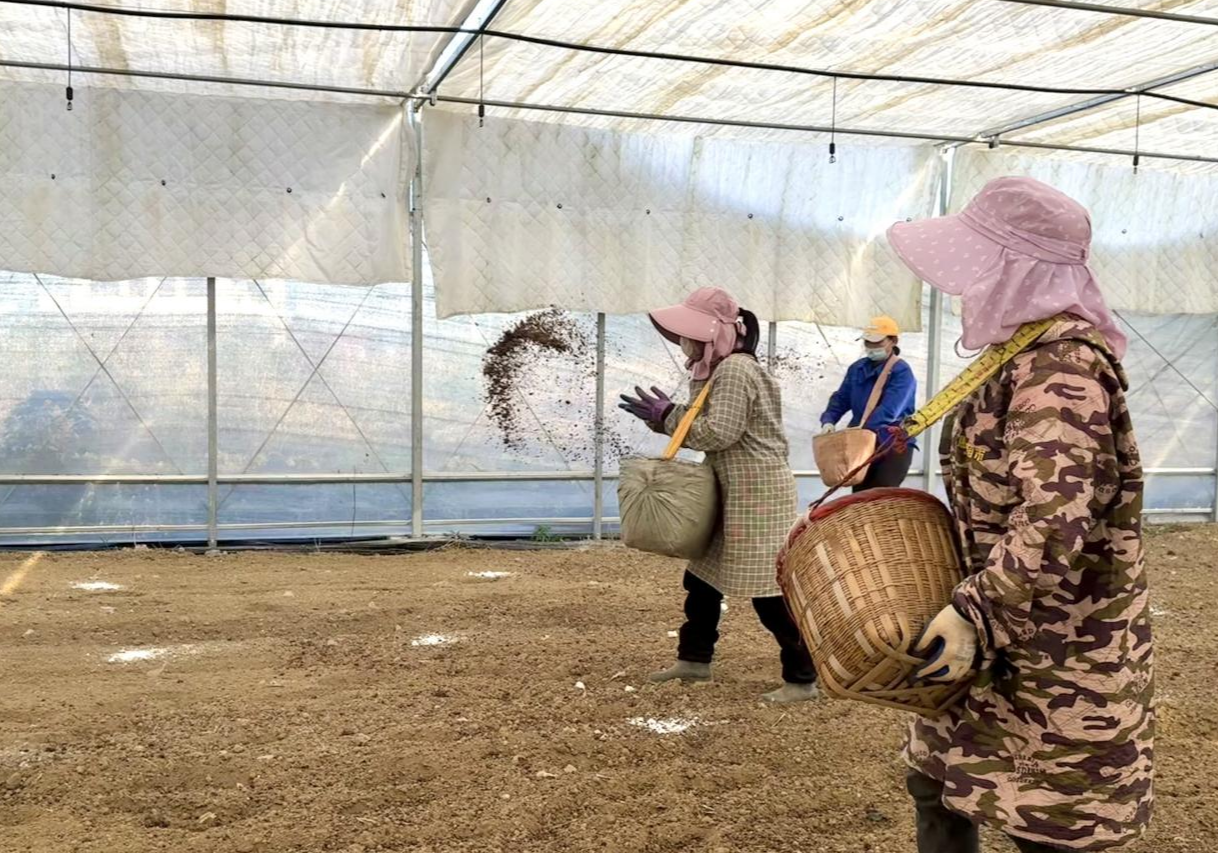 返乡“新农人”播撒“金种子” 营田镇食用菌产业拓开乡村振兴新路径