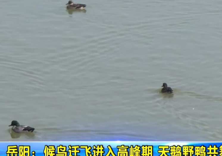 岳阳：候鸟迁飞进入高峰期 天鹅野鸭共舞小西湖