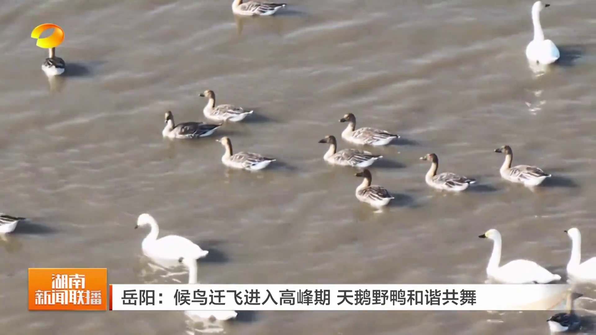 【湖南卫视】岳阳：候鸟迁飞进入高峰期 天鹅野鸭和谐共舞