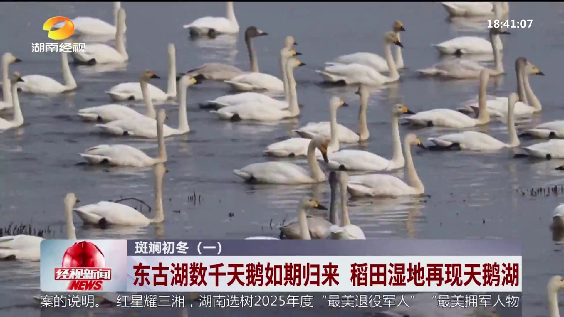 【湖南经视】斑斓初冬(一) 东古湖数千天鹅如期归来 稻田湿地再现天鹅湖